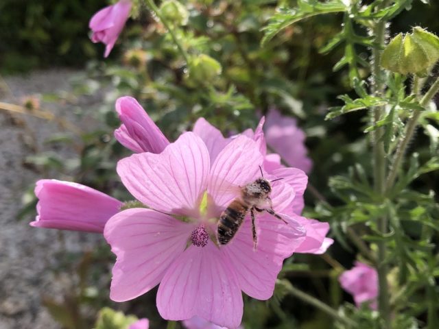 Honey bee on mallow flower