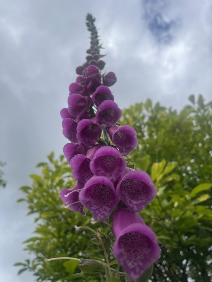 Looking inside foxgloves