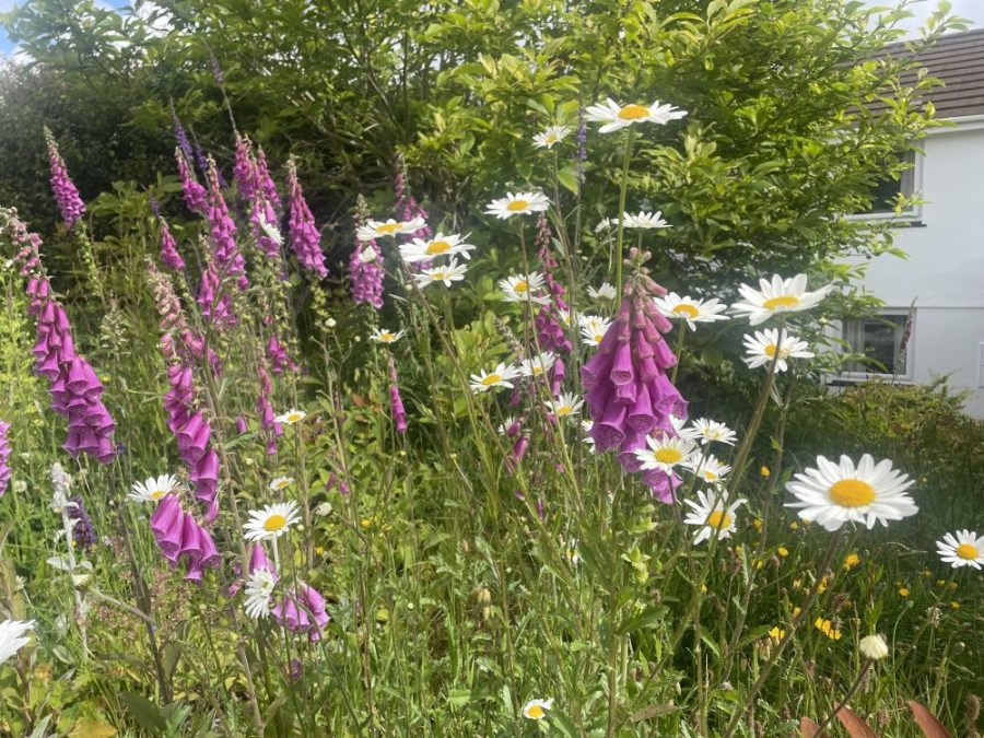 Foxgloves and ox-eye daisies