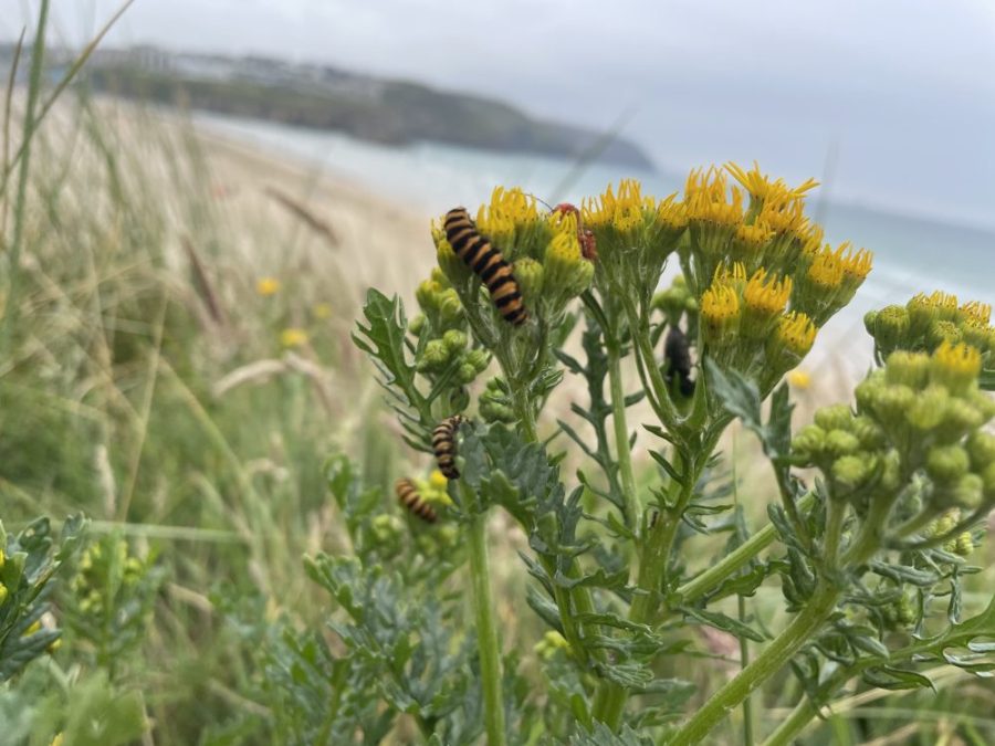 Cinnabar caterpillars on ragwort
