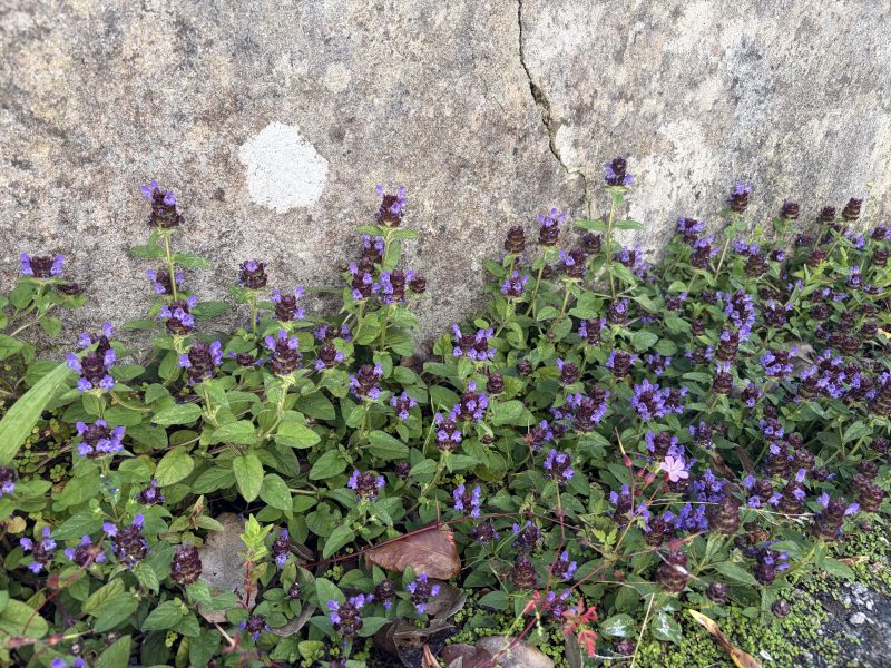 Selfheal