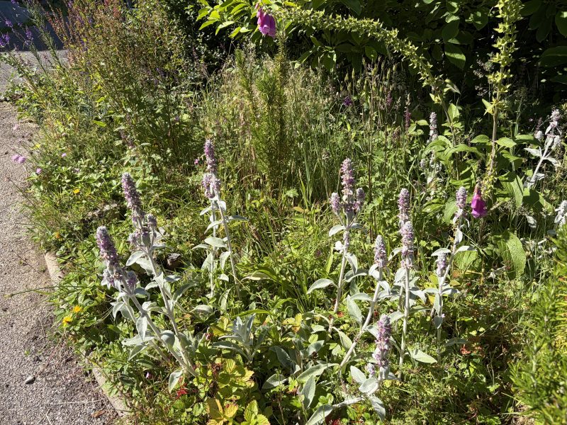 Lambs ear