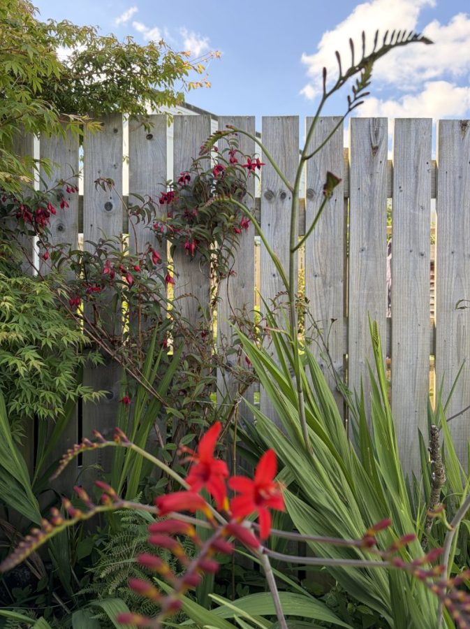 Fuschia and crocosmia