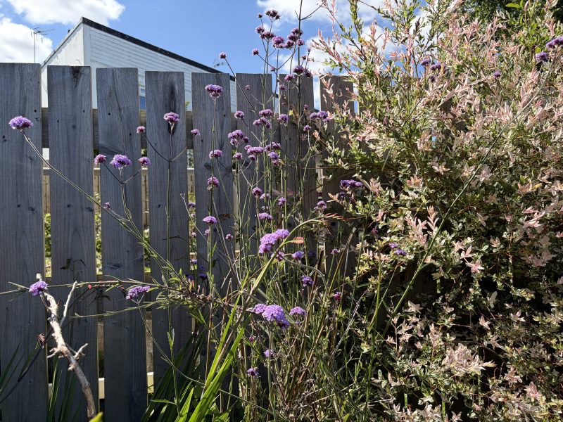 Verbena