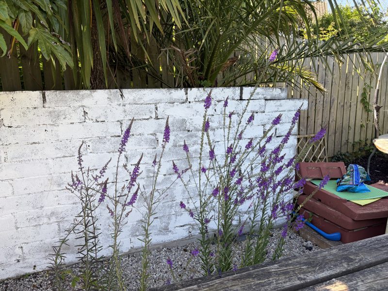 Purple toadflax