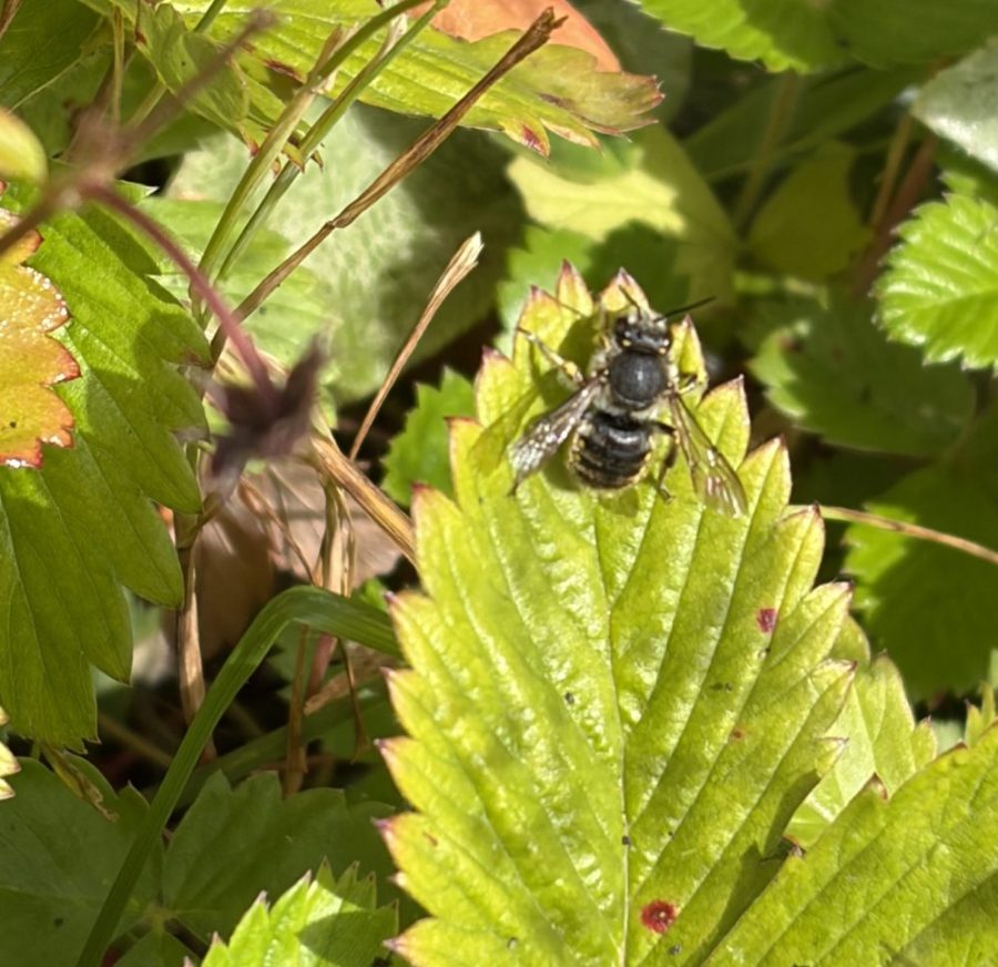 Female wool carder bee