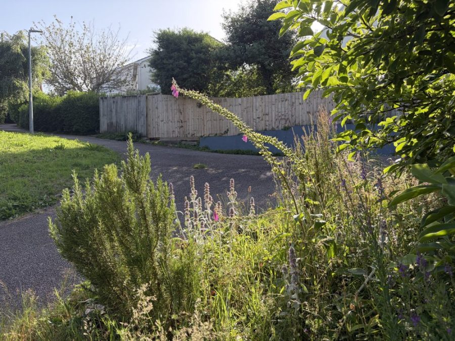 Front garden
