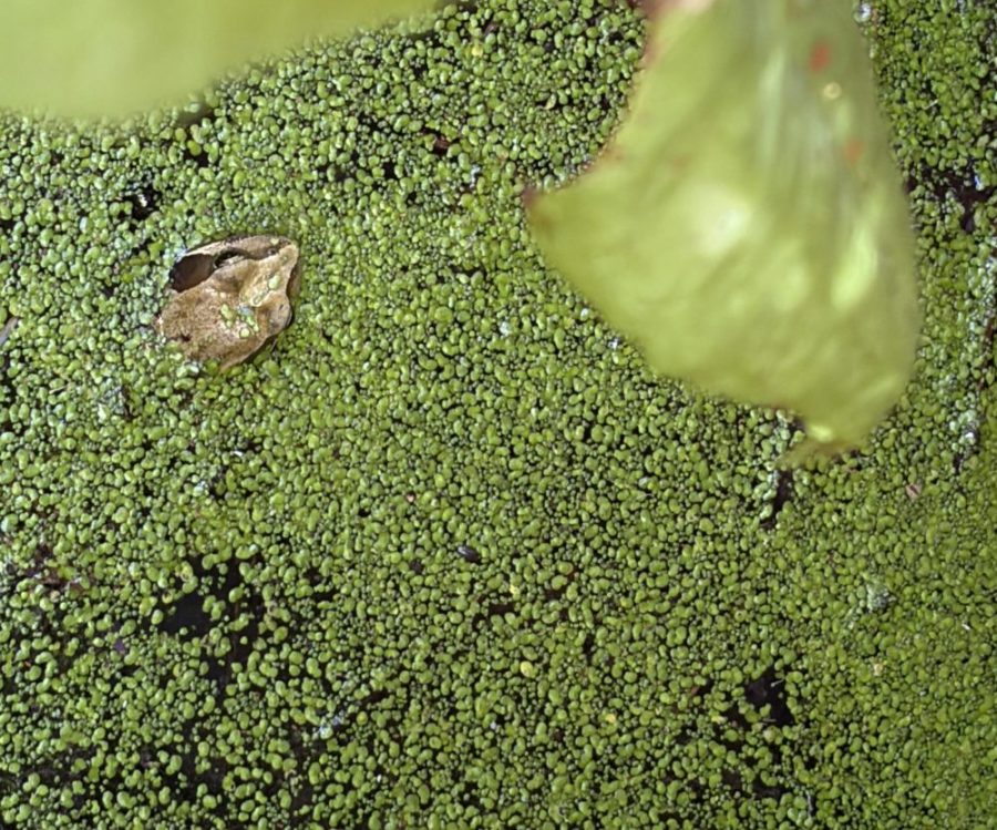 Frog head peeking out of pond