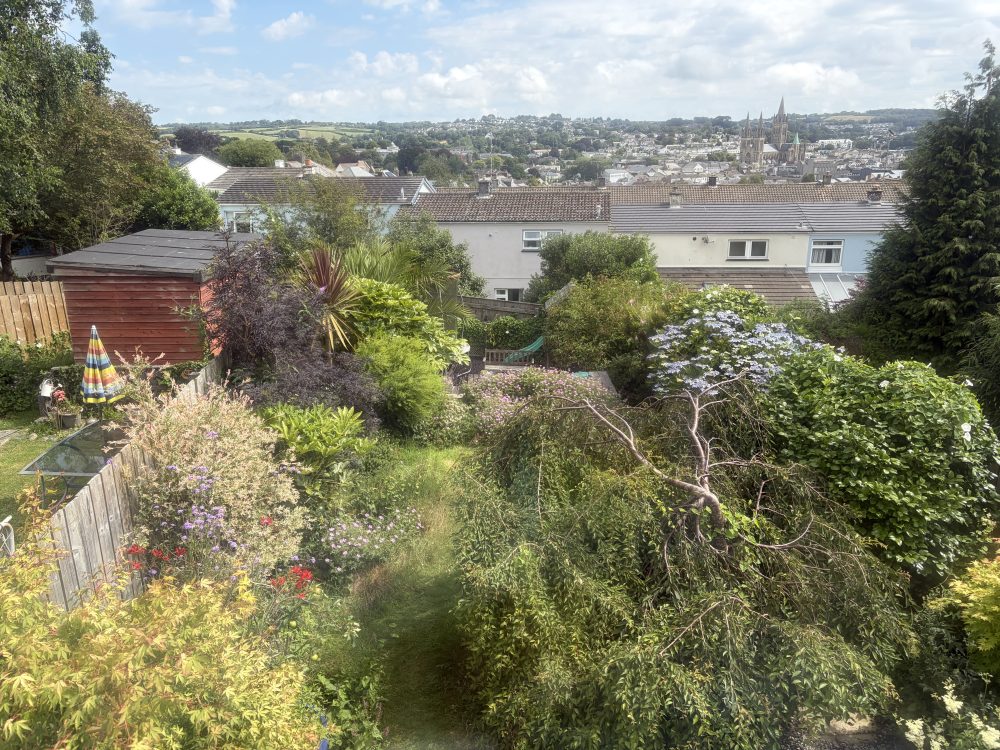 Back garden